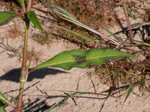 Curlytop knotweed